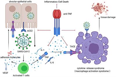 Targeting TNF-α for COVID-19: Recent Advanced and Controversies